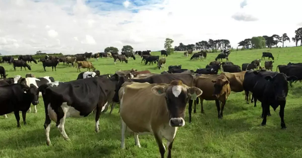 പശുമൂത്രത്തിനും അധോവായുവിനും നികുതി; ന്യൂസിലാൻഡിൽ പുതിയ കാലാവസ്ഥാ നയം