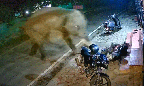 നിലമ്പൂരിൽ കാട്ടാനയുടെ പരാക്രമം; നിർത്തിയിട്ട ബൈക്ക് കുത്തിത്തെറിപ്പിച്ചു