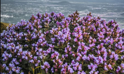കള്ളിപ്പാറയിലെ നീലക്കുറിഞ്ഞി വസന്തം കാണാന്‍  വിനോദ സഞ്ചാരികൾക്ക് അവസരമൊരുക്കി കെ.എസ്.ആർ.ടി.സി