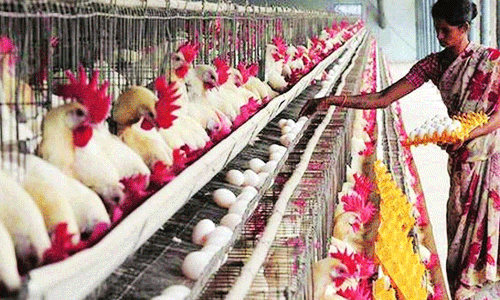 കോഴിഫാം തുടങ്ങാൻ പണം വേണോ? ഒമ്പത് ലക്ഷം വരെ വായ്പകളുമായി സ്ഥാപനങ്ങൾ