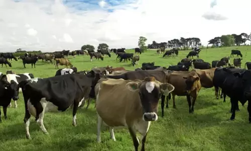പശുമൂത്രത്തിനും അധോവായുവിനും നികുതി; ന്യൂസിലാൻഡിൽ പുതിയ കാലാവസ്ഥാ നയം