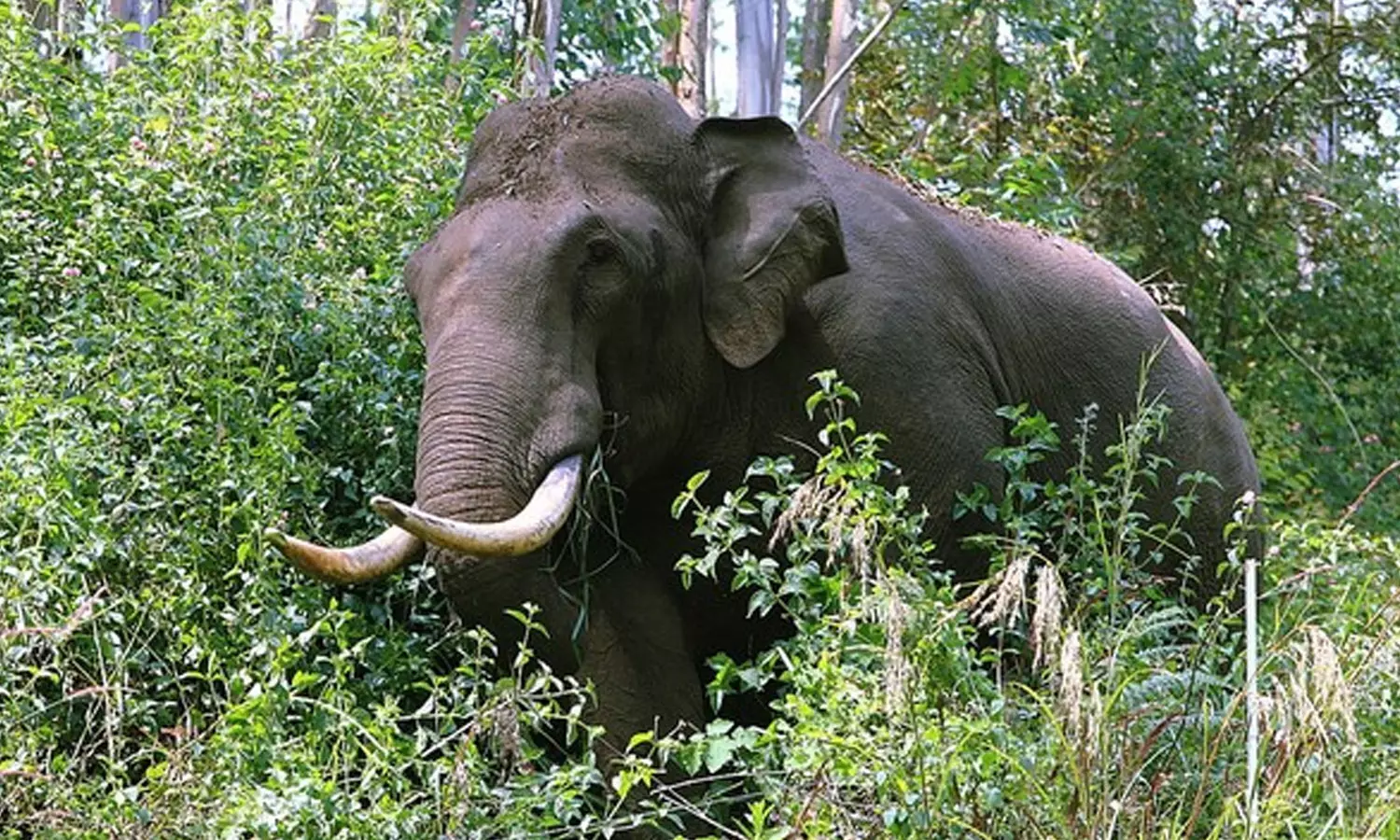 പാലക്കാട് ട്രെയിൻതട്ടി കാട്ടാന ചരിഞ്ഞു പാലക്കാട് ട്രെയിൻതട്ടി കാട്ടാന ചരിഞ്ഞു