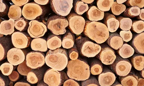 മറയൂരിലെ ചന്ദന ലേലത്തില്‍ 43 കോടി 50 ലക്ഷത്തിന്‍റെ വില്‍പന