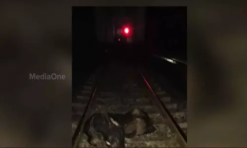 പാലക്കാട് ട്രെയിൻ തട്ടി എട്ട് പശുക്കൾ ചത്തു