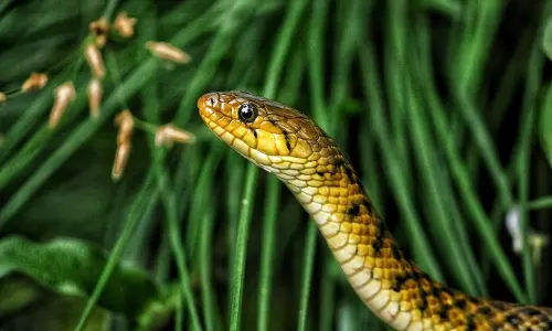 അമിത് ഷായുടെ വസതിയില്‍ പാമ്പ്; മണിക്കൂറുകള്‍ നീണ്ട ശ്രമത്തിനൊടുവില്‍ പിടിയില്‍