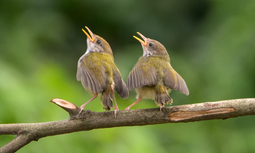 പക്ഷികളുടെ ശബ്ദം കേള്‍ക്കുന്നത് മനുഷ്യരുടെ ഉത്കണ്ഠയും സമ്മര്‍ദ്ദവും കുറയ്ക്കുമെന്ന് പഠനം