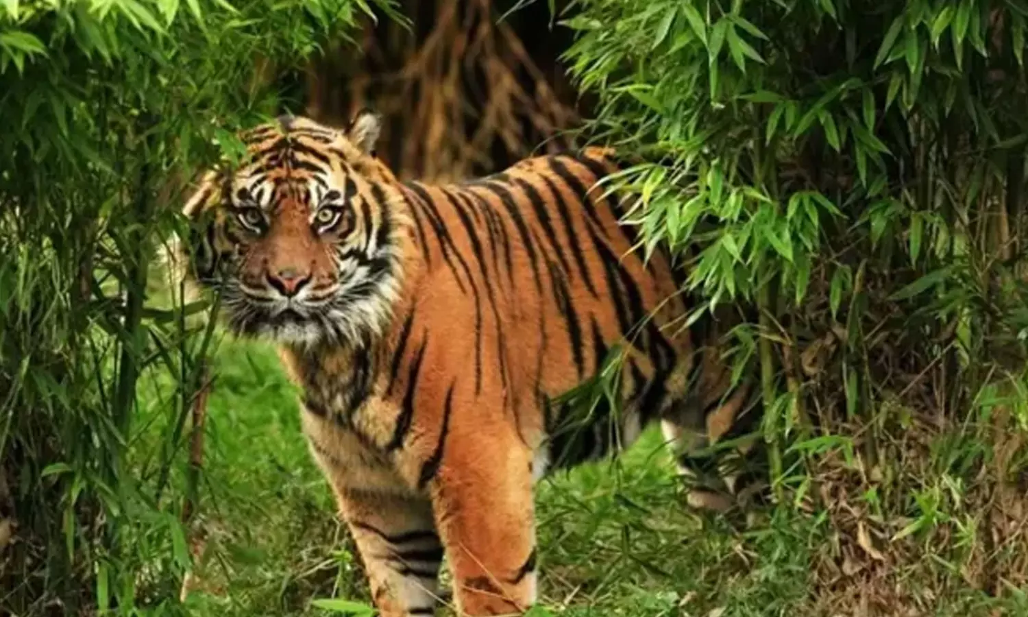 മൂന്നാറിൽ നിന്ന് പിടികൂടിയ കടുവ ചത്ത നിലയിൽ; ജഡം കണ്ടെത്തിയത് ജലാശയത്തിൽ മൂന്നാറിൽ നിന്ന് പിടികൂടിയ കടുവ ചത്ത നിലയിൽ; ജഡം കണ്ടെത്തിയത് ജലാശയത്തിൽ