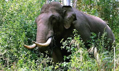 പാലക്കാട് കഞ്ചിക്കോട് ട്രെയിന് തട്ടി പരിക്കേറ്റ ഒരു കാട്ടാന കൂടി ചെരിഞ്ഞു പാലക്കാട് കഞ്ചിക്കോട് ട്രെയിന് തട്ടി പരിക്കേറ്റ ഒരു കാട്ടാന കൂടി ചെരിഞ്ഞു