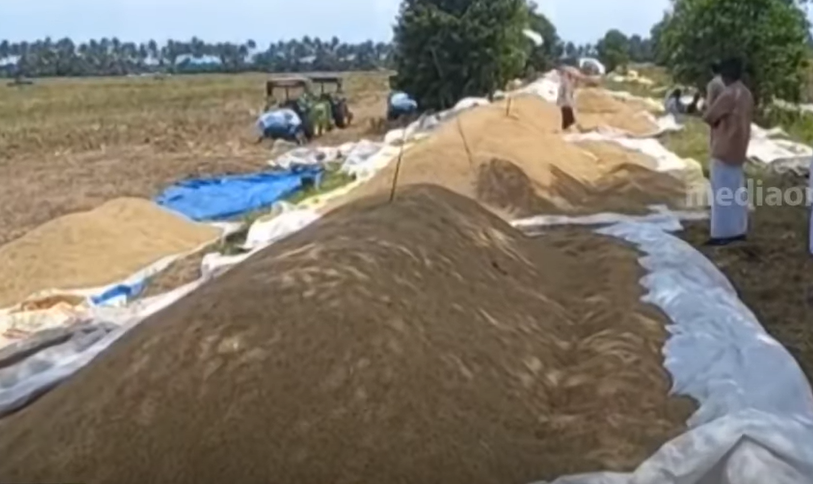 വെച്ചൂരിൽ നെല്ല് കൊയ്തിട്ടിട്ടും സംഭരിക്കാതെ സ്വകാര്യ മില്ലുകൾ