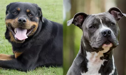 ഗാസിയാബാദില്‍ പിറ്റ് ബുള്‍,റോട്ട് വീലര്‍ നായകളെ വീട്ടില്‍ വളര്‍ത്തുന്നതിന് വിലക്ക്