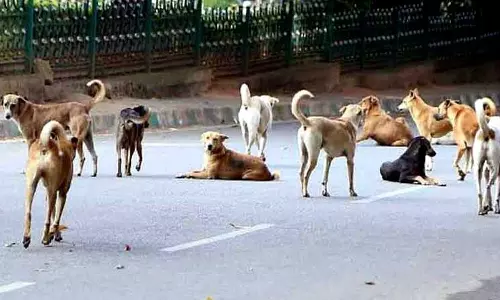 തെരുവുനായ്ക്കളെ വിഷം കൊടുത്തുകൊന്നു; പഞ്ചായത്ത് പ്രസിഡന്റ് ഉൾപ്പെടെ മൂന്ന് പേർ അറസ്റ്റിൽ