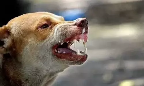 പിഞ്ചുകുഞ്ഞിനെ തെരുവുനായ കടിച്ചുകീറി, കുടലുപുറത്തെടുത്തു; ദാരുണാന്ത്യം പിഞ്ചുകുഞ്ഞിനെ തെരുവുനായ കടിച്ചുകീറി, കുടലുപുറത്തെടുത്തു; ദാരുണാന്ത്യം