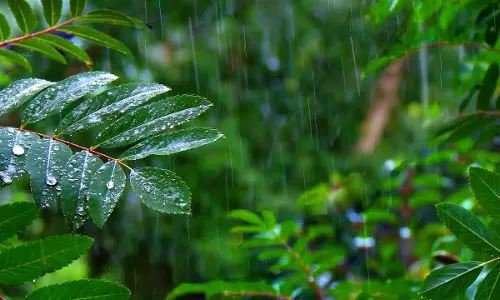 സംസ്ഥാനത്ത് ശക്തമായ മഴ തുടരും;  ഇന്ന് ഒന്‍പത് ജില്ലകളിൽ യെല്ലോ അലർട്ട്