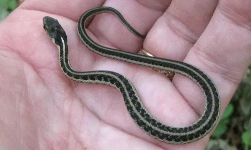 യു.എസ് വിമാനത്തില്‍ പാമ്പ്; പരിഭ്രാന്തരായി യാത്രക്കാര്‍