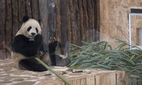 ഖത്തറിന് ചൈനയുടെ സമ്മാനം; പാണ്ടകൾക്ക് ഖത്തറിൽ രാജകീയ വരവേൽപ്പ്