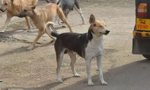 തെരുവുനായ്ക്കൾ കൂട്ടം ചേർന്ന് ആക്രമിച്ചു: മധ്യപ്രദേശിൽ അഞ്ചുവയസുകാരിക്ക് ദാരുണാന്ത്യം