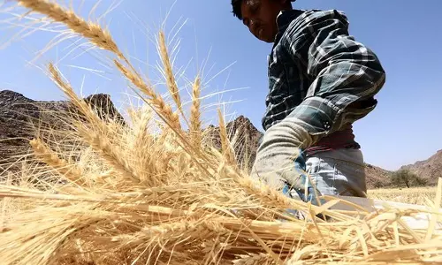 ഗോതമ്പ് ഇറക്കുമതി; ടെന്‍ഡര്‍ ക്ഷണിച്ച് സൗദി