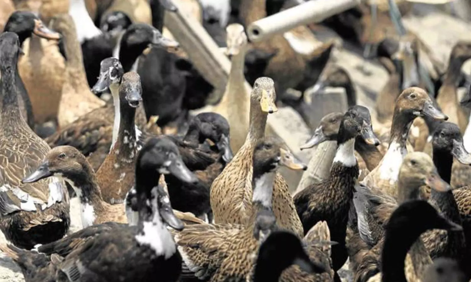 ആലപ്പുഴയിൽ പക്ഷിപ്പനി സ്ഥിരീകരിച്ചു; ഹരിപ്പാട് ചത്തത് 2000ലേറെ താറാവുകൾ ആലപ്പുഴയിൽ പക്ഷിപ്പനി സ്ഥിരീകരിച്ചു; ഹരിപ്പാട് ചത്തത് 2000ലേറെ താറാവുകൾ