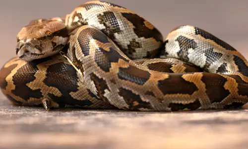 ഇന്തോനോഷ്യയില് 54 കാരിയെ പെരുമ്പാമ്പ് ജീവനോടെ വിഴുങ്ങി ഇന്തോനോഷ്യയില് 54 കാരിയെ പെരുമ്പാമ്പ് ജീവനോടെ വിഴുങ്ങി