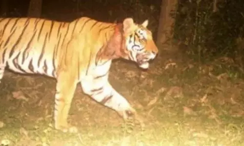 ചീരാലിൽ അവസാനമില്ലാതെ കടുവാ പേടി; പ്രതിഷേധം ശക്തമാക്കാൻ നാട്ടുകാർ