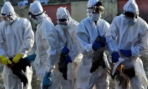 പക്ഷിപ്പനി; ആലപ്പുഴയിൽ വളർത്തുപക്ഷികളെയടക്കം ഇന്ന് കൊന്നുതുടങ്ങും