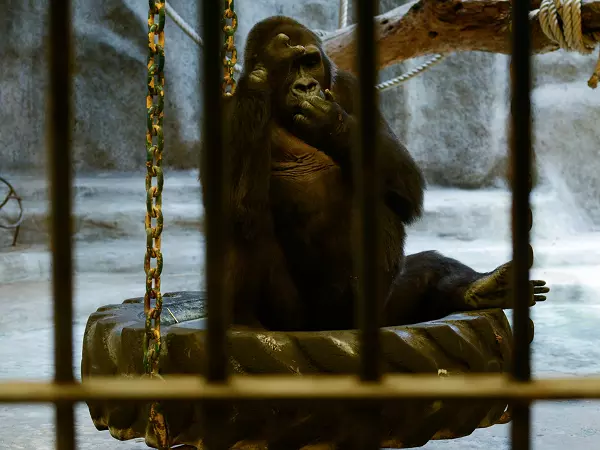 ലോകത്തിലെ ഏറ്റവും ദുഃഖിതയായ ഗോറില്ല; 33 വര്ഷമായി കൂട്ടില്, മോചനത്തിനായി വേണ്ടത് 6 കോടി ലോകത്തിലെ ഏറ്റവും ദുഃഖിതയായ ഗോറില്ല; 33 വര്ഷമായി കൂട്ടില്, മോചനത്തിനായി വേണ്ടത് 6 കോടി