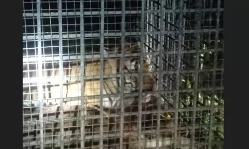 ചീരാലിൽ ഒരു മാസമായി ഭീതി പടർത്തിയ കടുവ കൂട്ടിലായി