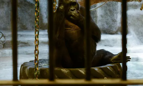 ലോകത്തിലെ ഏറ്റവും ദുഃഖിതയായ ഗോറില്ല; 33 വര്‍ഷമായി കൂട്ടില്‍, മോചനത്തിനായി വേണ്ടത് 6 കോടി