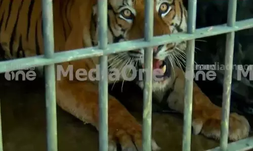 പല്ലില്ല; ചീരാലിൽ പിടിയിലായ കടുവയെ കാട്ടിലേക്ക് തുറന്ന് വിടില്ലെന്ന് വനം വകുപ്പ്