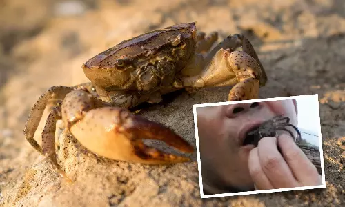 മകളെ ഇറുക്കിയ ഞണ്ടിനെ ജീവനോടെ കഴിച്ച് പ്രതികാരം; പിതാവ് ആശുപത്രിയിൽ