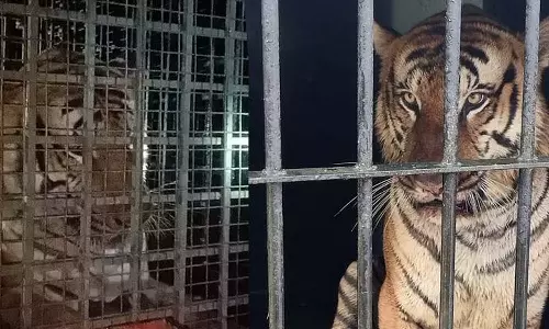 ആശങ്ക വേണ്ട; ചീരാലിൽ വേറെ കടുവകളില്ലെന്ന് വനംവകുപ്പ്