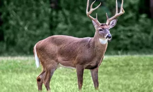 തൃശൂരിൽ സിപിഎം നേതാവിന്റെ വീട്ടിൽ നിന്ന് കലമാൻ കൊമ്പുകൾ കണ്ടെത്തി