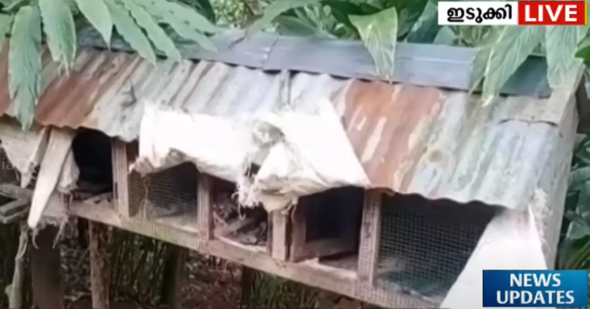 വണ്ടിപ്പെരിയാറിൽ ജനവാസമേഖലയിൽ പുലിയിറങ്ങി വണ്ടിപ്പെരിയാറിൽ ജനവാസമേഖലയിൽ പുലിയിറങ്ങി