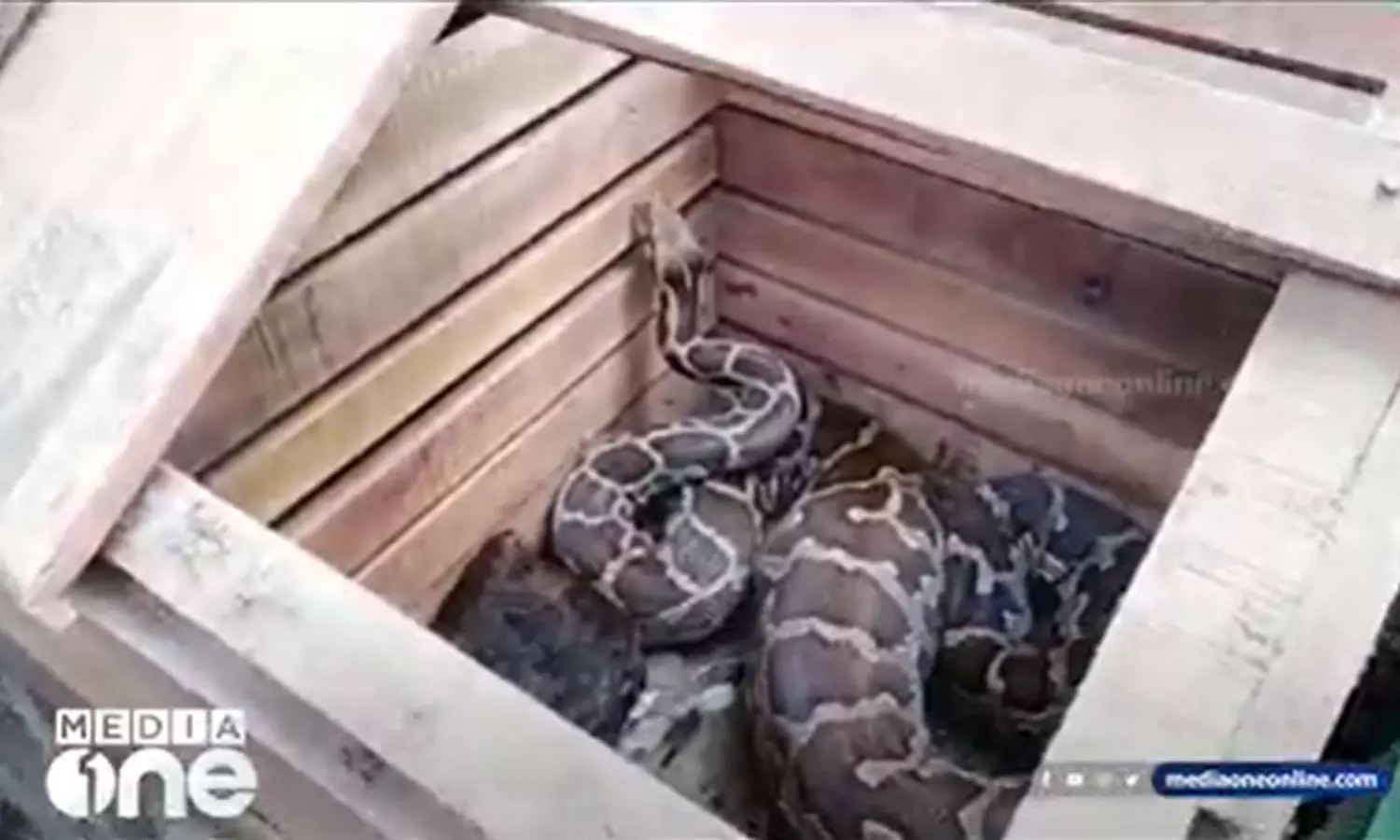 കോഴിക്കോട് കോഴിക്കൂട്ടിൽ നിന്ന് പെരുമ്പാമ്പ് പിടിയിൽ കോഴിക്കോട് കോഴിക്കൂട്ടിൽ നിന്ന് പെരുമ്പാമ്പ് പിടിയിൽ