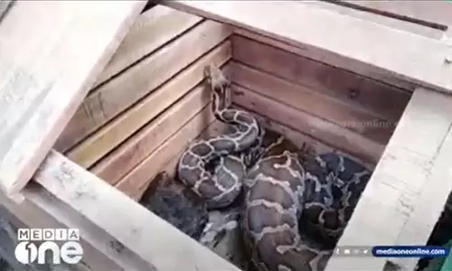 കോഴിക്കോട് കോഴിക്കൂട്ടിൽ നിന്ന് പെരുമ്പാമ്പ് പിടിയിൽ കോഴിക്കോട് കോഴിക്കൂട്ടിൽ നിന്ന് പെരുമ്പാമ്പ് പിടിയിൽ