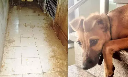 തെരുവുനായയെ ബലാത്സംഗം ചെയ്തു; ഡെലിവറി ബോയ് അറസ്റ്റിൽ