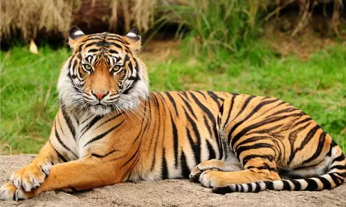 വയനാട്ടിൽ വീണ്ടും കടുവയുടെ ആക്രമണം; രണ്ട് ആടുകളെ കൊന്നു