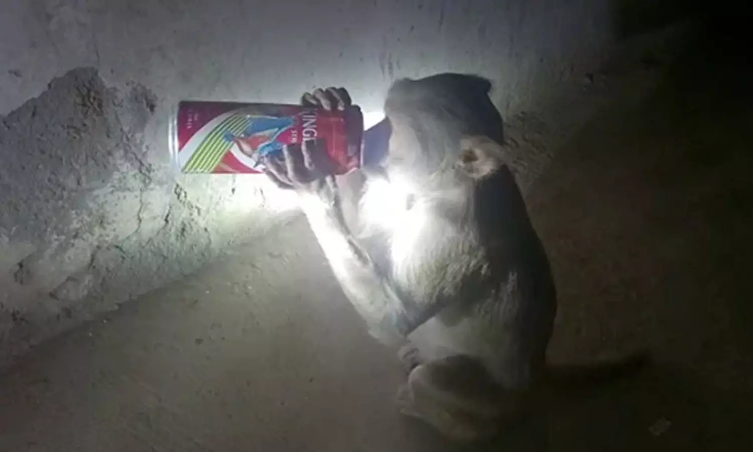 കടയിൽ നിന്ന് ബിയർ മോഷ്ടിച്ച് കുടിച്ച് കുരങ്ങ്: വൈറലായി വീഡിയോ കടയിൽ നിന്ന് ബിയർ മോഷ്ടിച്ച് കുടിച്ച് കുരങ്ങ്: വൈറലായി വീഡിയോ