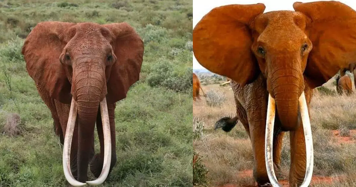 ഏറ്റവും വലിയ കൊമ്പുള്ള ആഫ്രിക്കൻ പെണ്ണാന ഡിഡ ചെരിഞ്ഞു