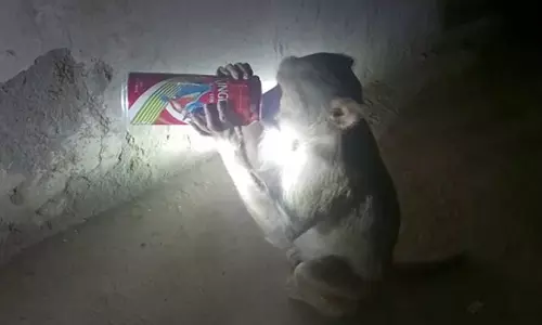 കടയിൽ നിന്ന് ബിയർ മോഷ്ടിച്ച് കുടിച്ച് കുരങ്ങ്: വൈറലായി വീഡിയോ