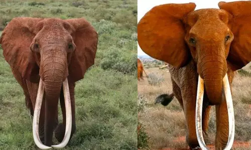 ഏറ്റവും വലിയ കൊമ്പുള്ള ആഫ്രിക്കൻ പെണ്ണാന ഡിഡ ചെരിഞ്ഞു