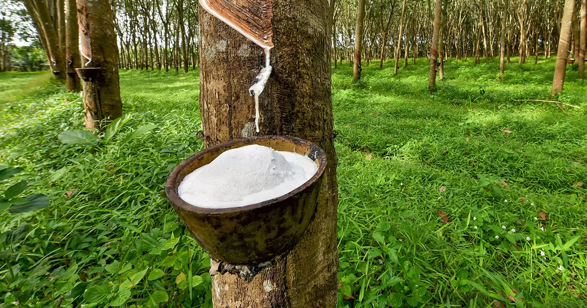 റബ്ബർ പാലിന്‍റെ വിലയിടിഞ്ഞു: കര്‍ഷകര്‍ പ്രതിസന്ധിയില്‍