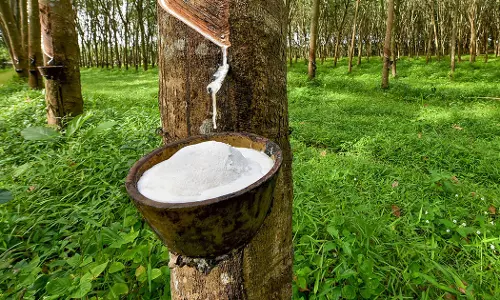 റബ്ബർ പാലിന്‍റെ വിലയിടിഞ്ഞു: കര്‍ഷകര്‍ പ്രതിസന്ധിയില്‍