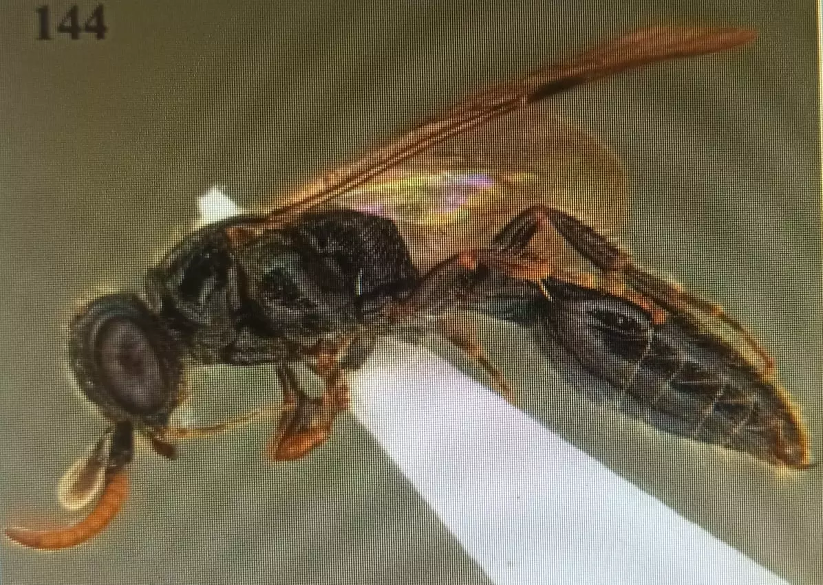 ഡേവിഡ് രാജു ഇനി വെറും ഒരു വ്യക്തിയുടെ പേരല്ല, കടന്നല് ആണ് അവന്! ഡേവിഡ് രാജു ഇനി വെറും ഒരു വ്യക്തിയുടെ പേരല്ല, കടന്നല് ആണ് അവന്!