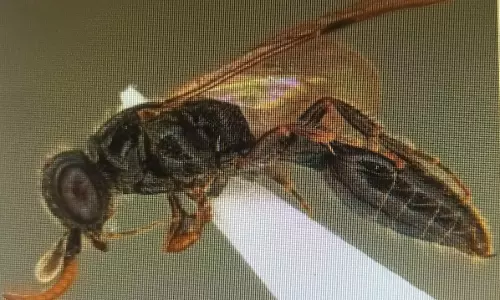 ഡേവിഡ് രാജു ഇനി വെറും ഒരു വ്യക്തിയുടെ പേരല്ല, കടന്നല്‍ ആണ് അവന്‍!