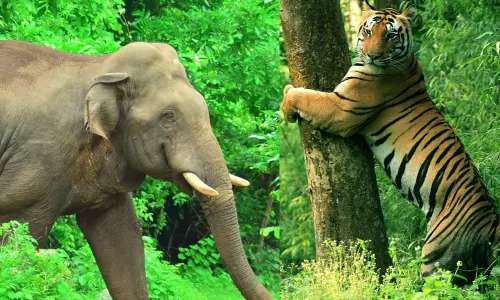 കാടിറങ്ങുന്ന വന്യജീവികള്‍