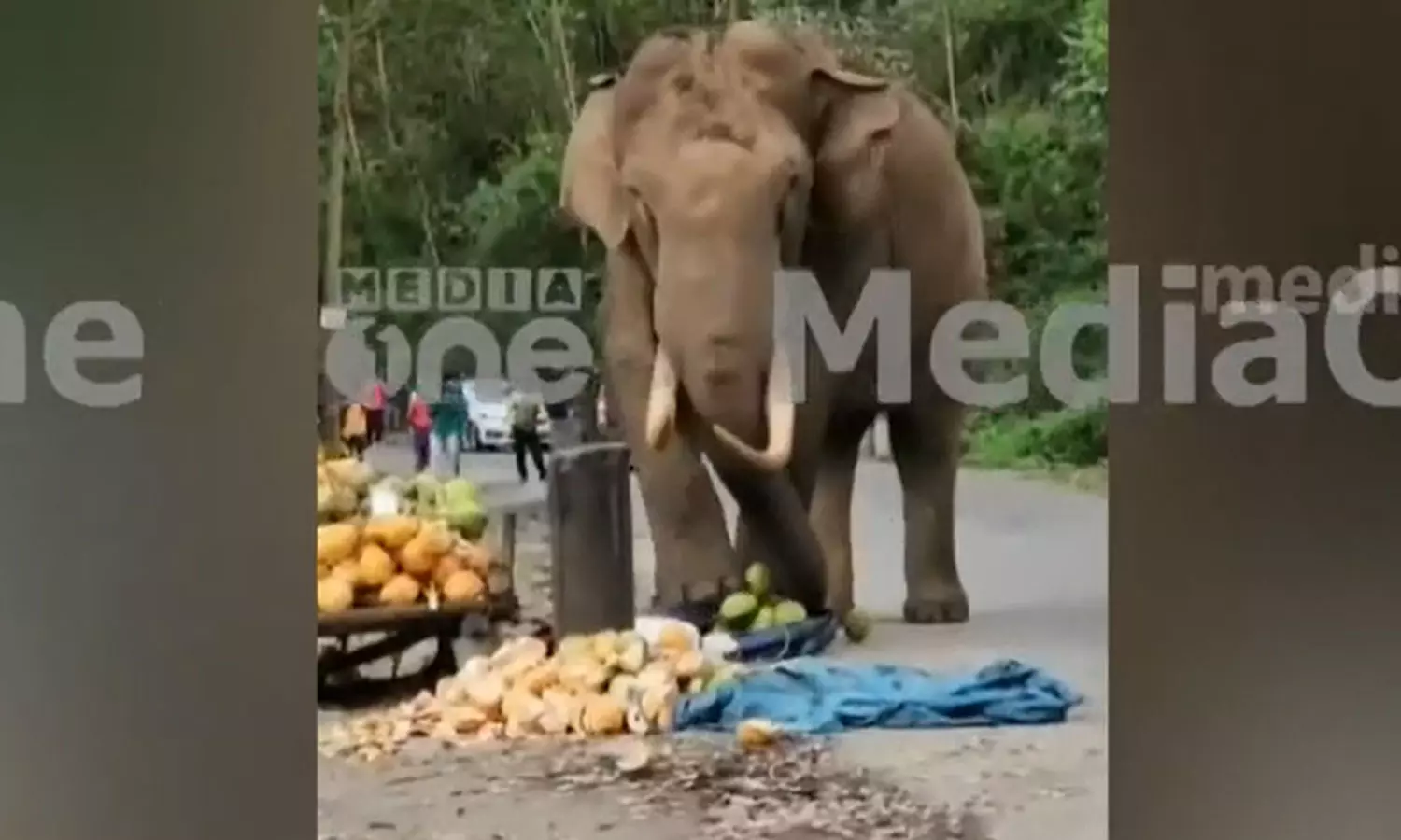 മൂന്നാറിൽ സഞ്ചാരികളെ മുൾമുനയിൽ നിർത്തി പടയപ്പ മൂന്നാറിൽ സഞ്ചാരികളെ മുൾമുനയിൽ നിർത്തി പടയപ്പ