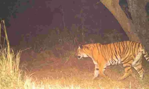 മീനങ്ങാടിയിൽ വീണ്ടും കടുവയുടെ ആക്രമണം