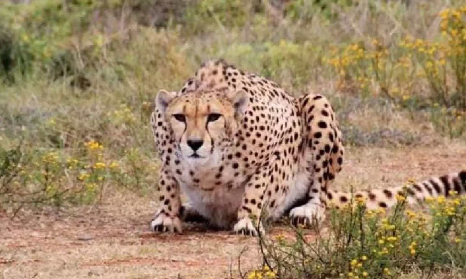 ആശയുടെ ഗർഭം അലസി; മാനസിക സമ്മർദം മൂലമെന്ന് അധികൃതര്‍