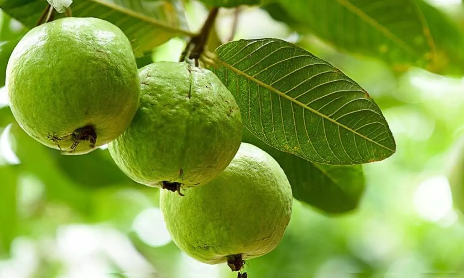 എന്നും പേരക്ക കഴിച്ചാലോ? എന്നും പേരക്ക കഴിച്ചാലോ?